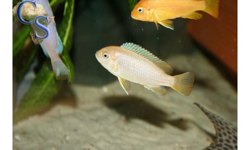Pseudotropheus msobo magunga